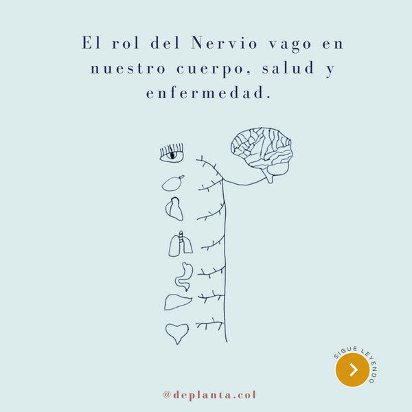 El rol del nervio vago en nuestra salud y enfermedad